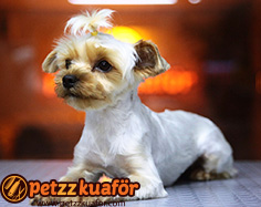 Köpek Tırnak Kesimi köpek tırnak kesimi